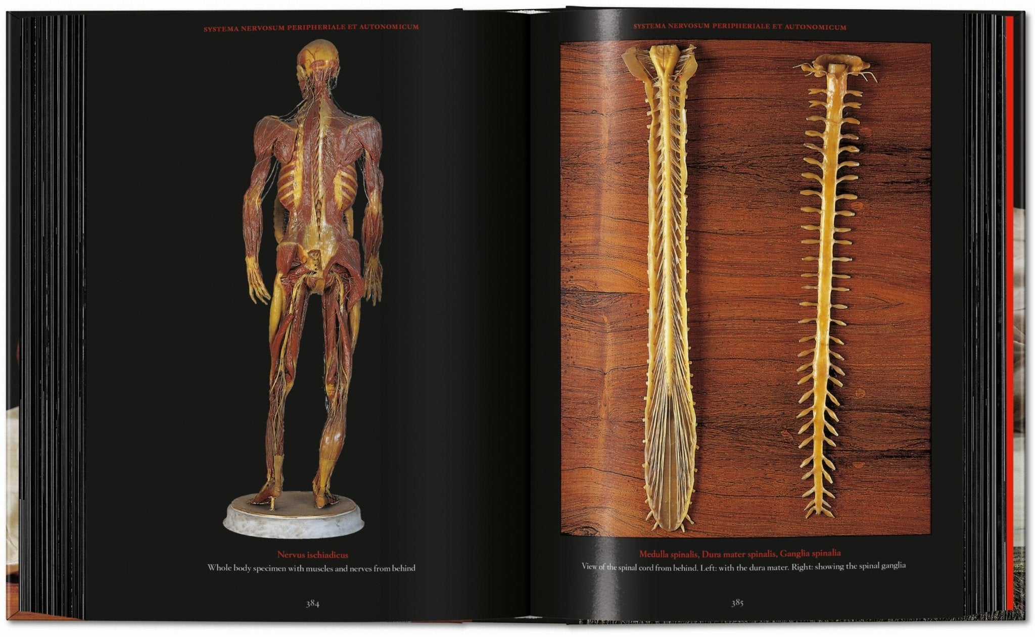 Anatomical Waxes. 45th Ed. (German, French, English) - POPvault