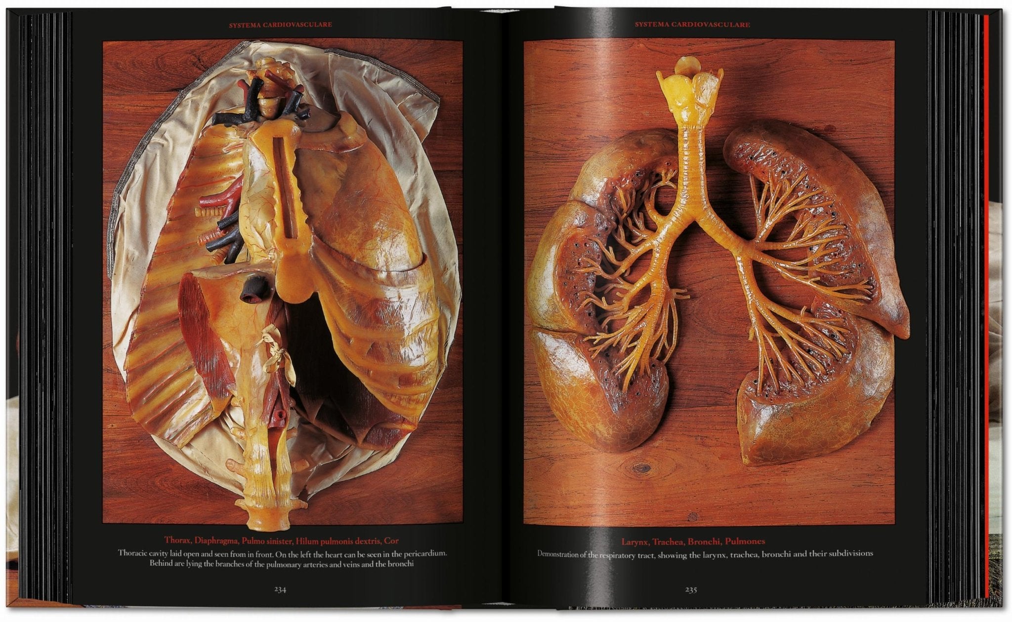 Anatomical Waxes. 45th Ed. (German, French, English) - POPvault