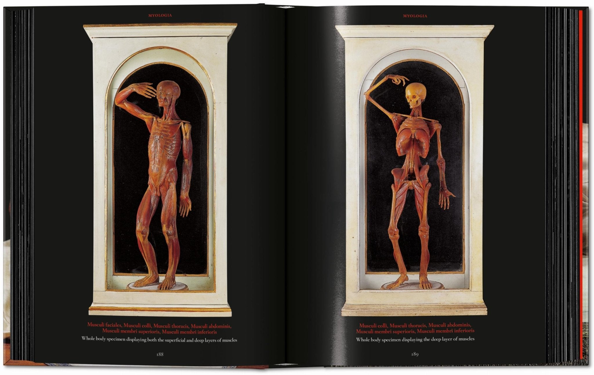 Anatomical Waxes. 45th Ed. (German, French, English) - POPvault
