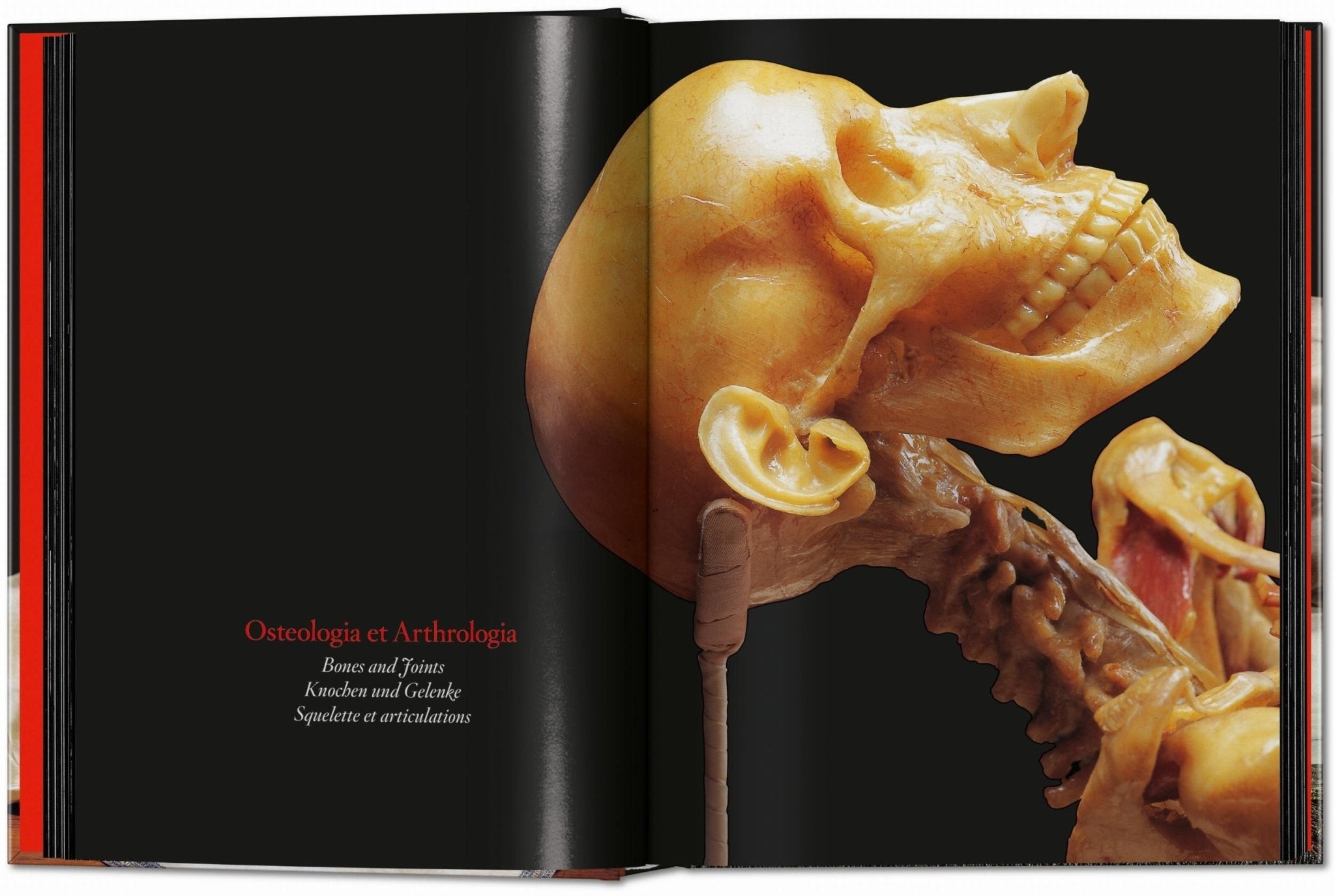 Anatomical Waxes. 45th Ed. (German, French, English) - POPvault