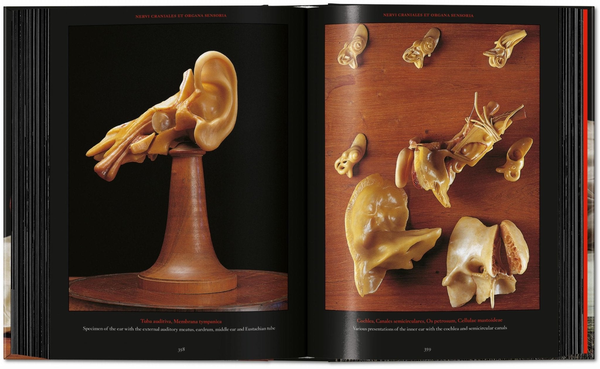 Anatomical Waxes. 45th Ed. (German, French, English) - POPvault