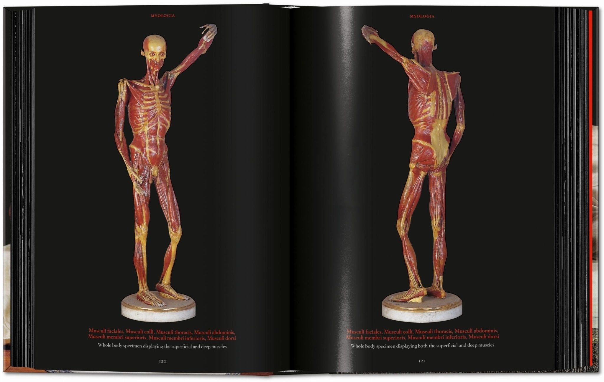 Anatomical Waxes. 45th Ed. (German, French, English) - POPvault
