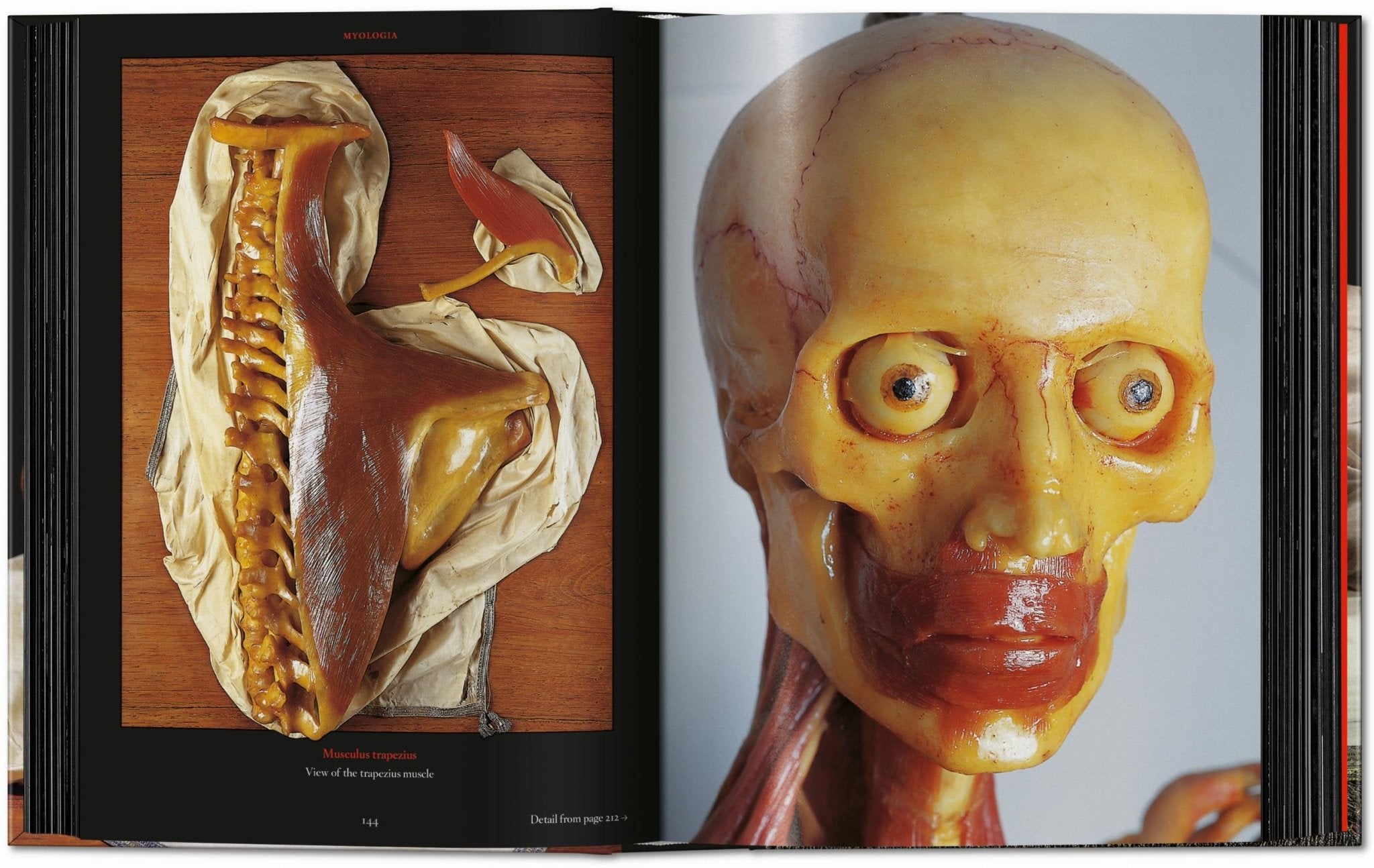 Anatomical Waxes. 45th Ed. (German, French, English) - POPvault