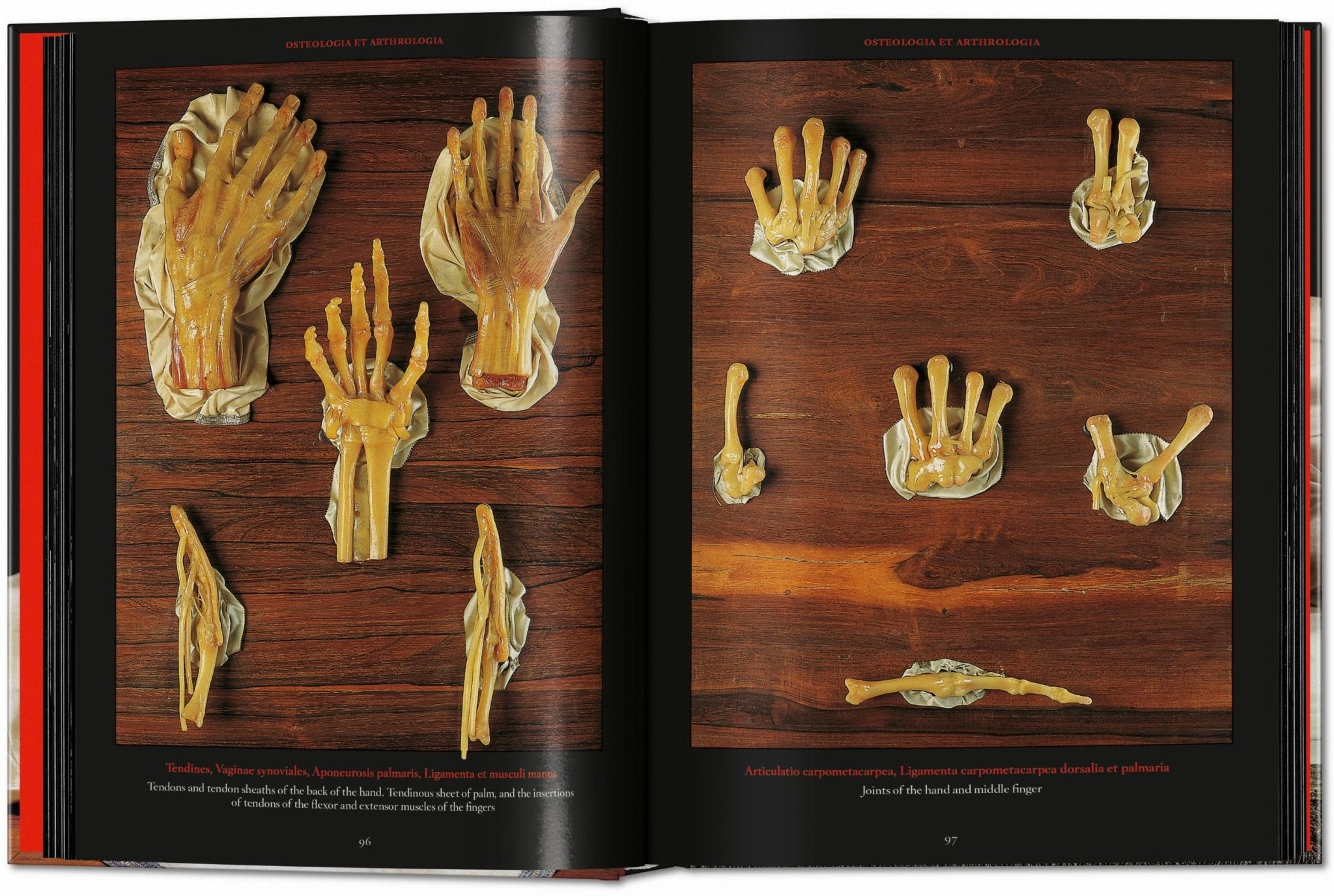 Anatomical Waxes. 45th Ed. (German, French, English) - POPvault