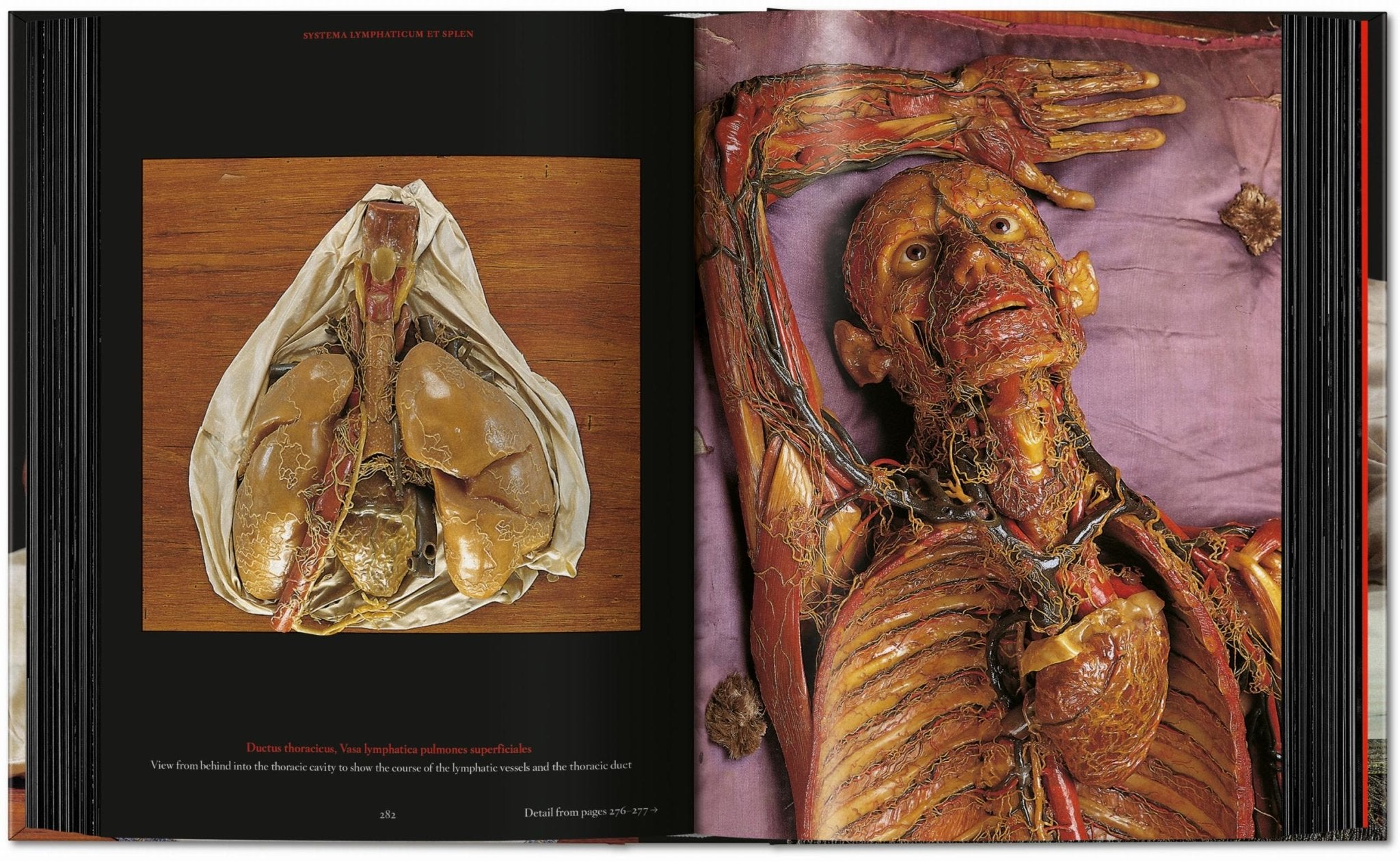 Anatomical Waxes. 45th Ed. (German, French, English) - POPvault