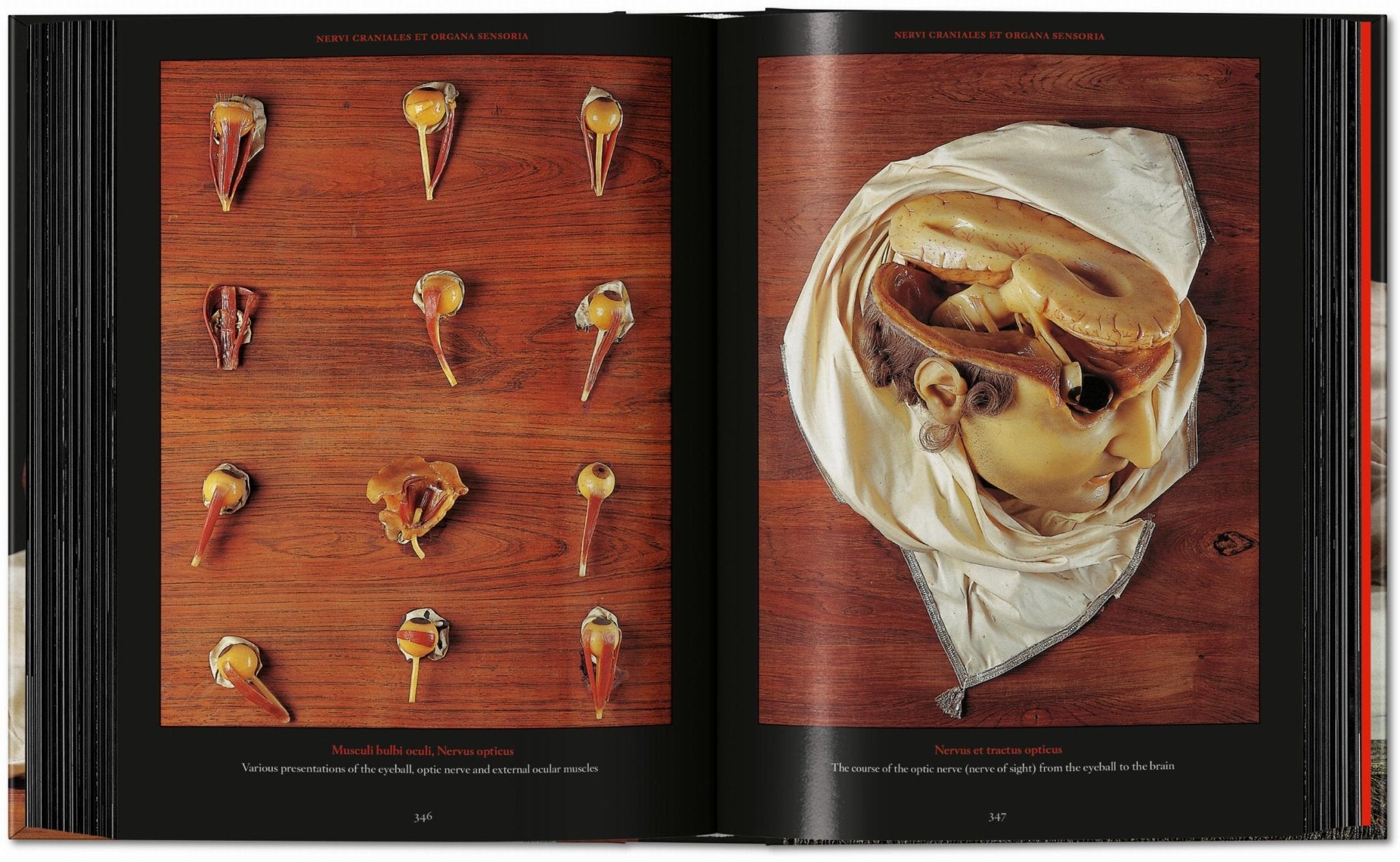 Anatomical Waxes. 45th Ed. (German, French, English) - POPvault