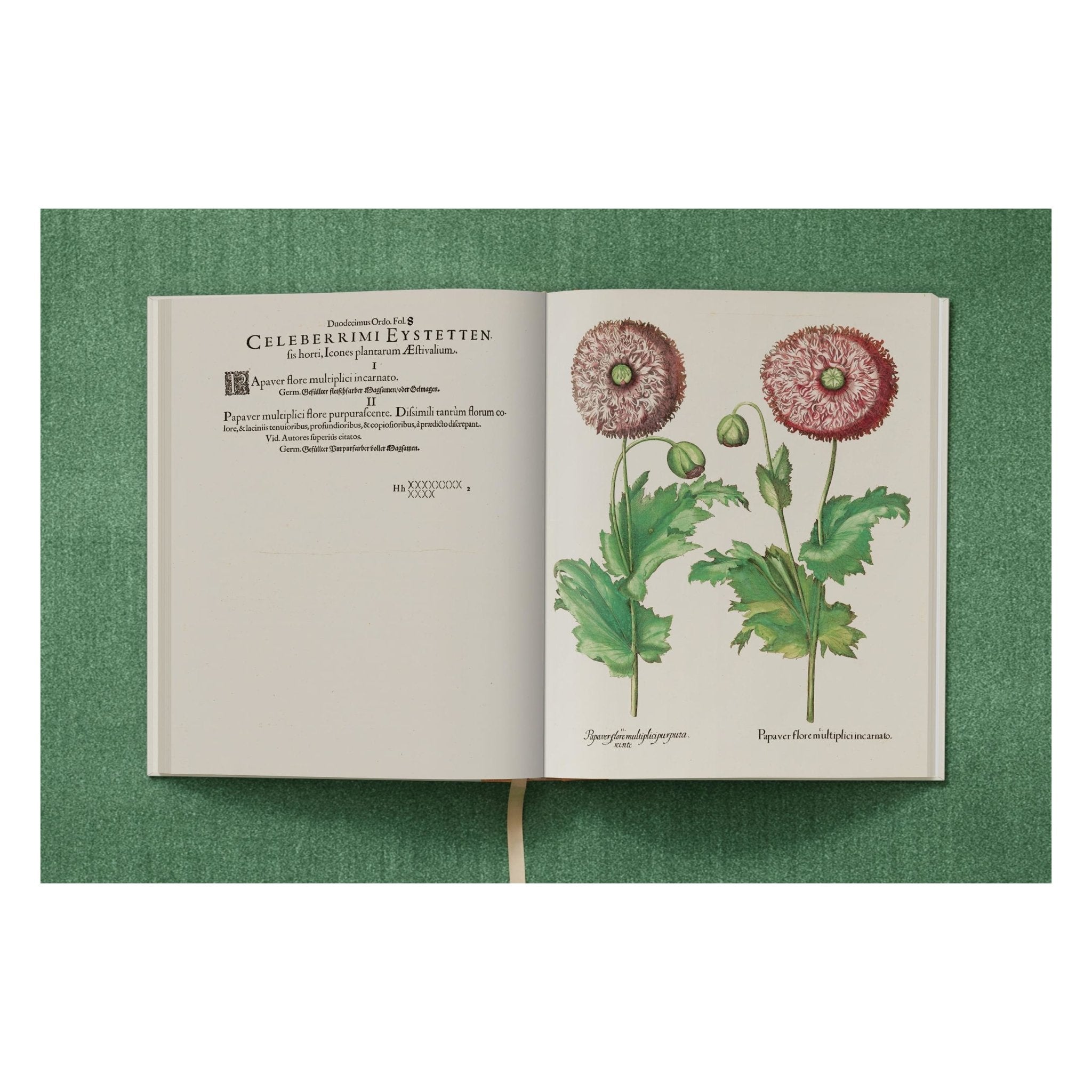 Basilius Besler. The Garden at Eichstätt (German, French, English) (FFE)-POPvault