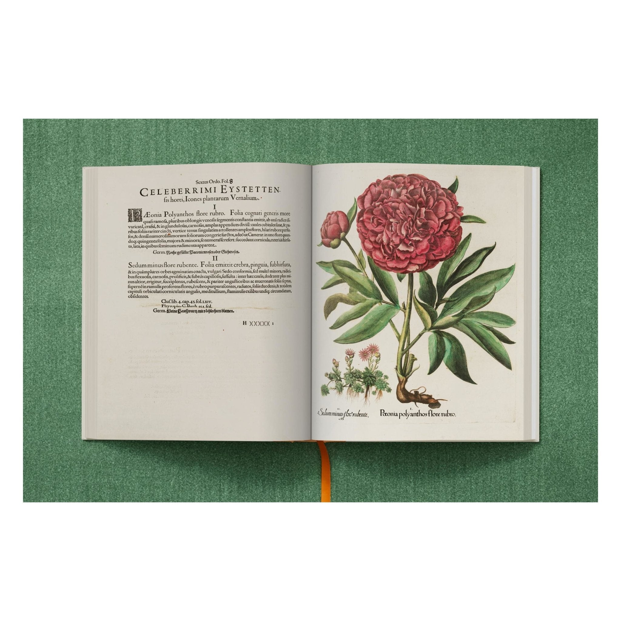 Basilius Besler. The Garden at Eichstätt (German, French, English) (FFE)-POPvault
