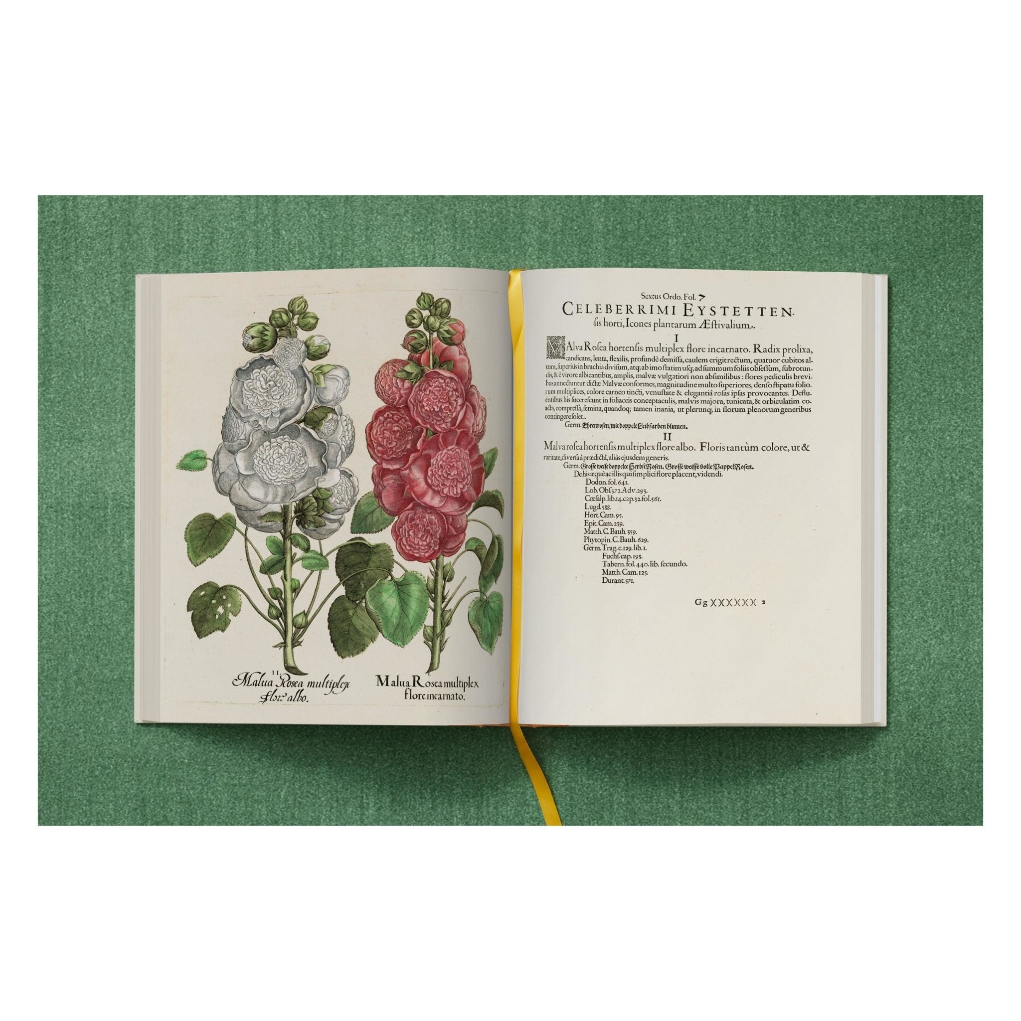 Basilius Besler. The Garden at Eichstätt (German, French, English) (FFE)-POPvault