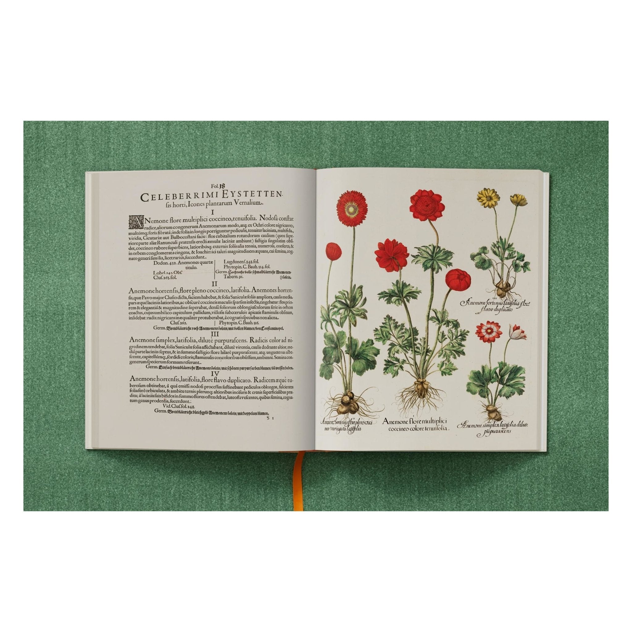 Basilius Besler. The Garden at Eichstätt (German, French, English) (FFE)-POPvault