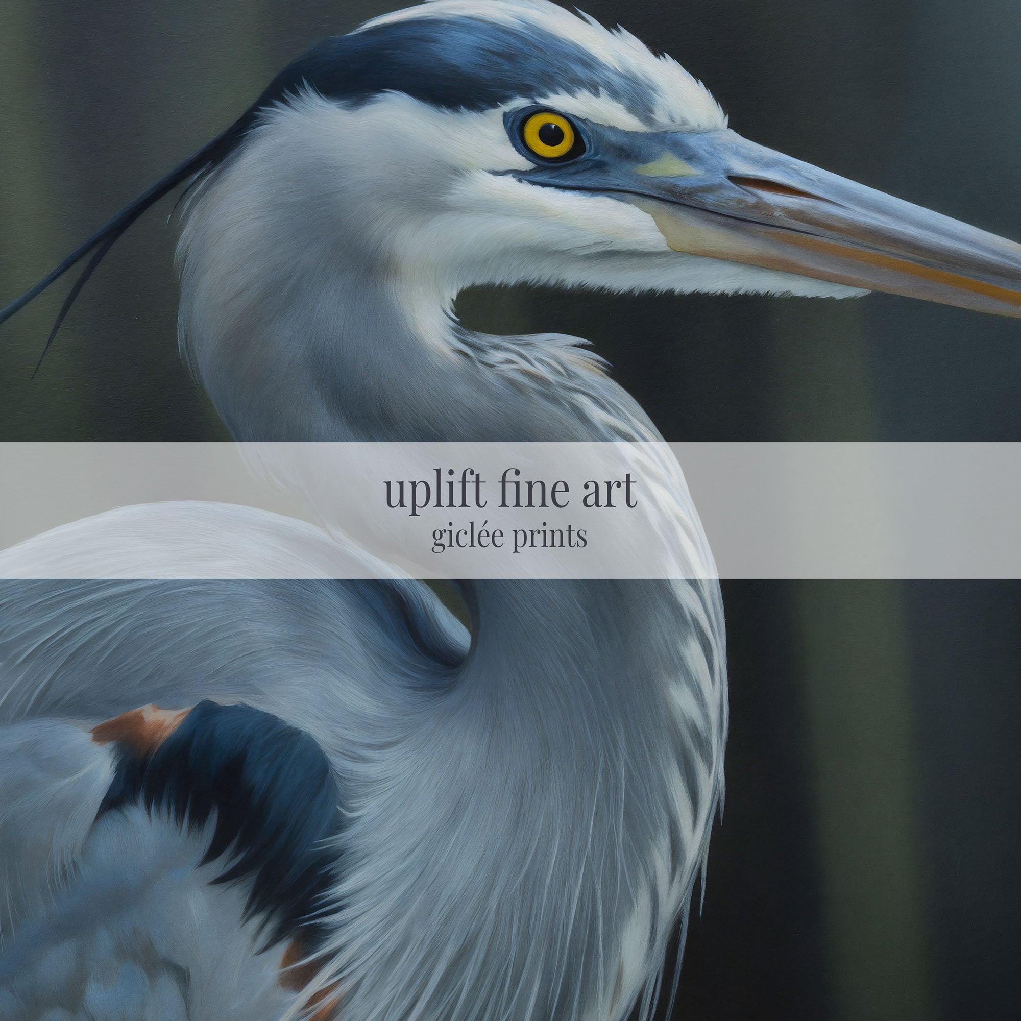 Blue Heron Portrait Canvas Art Print - POPvault