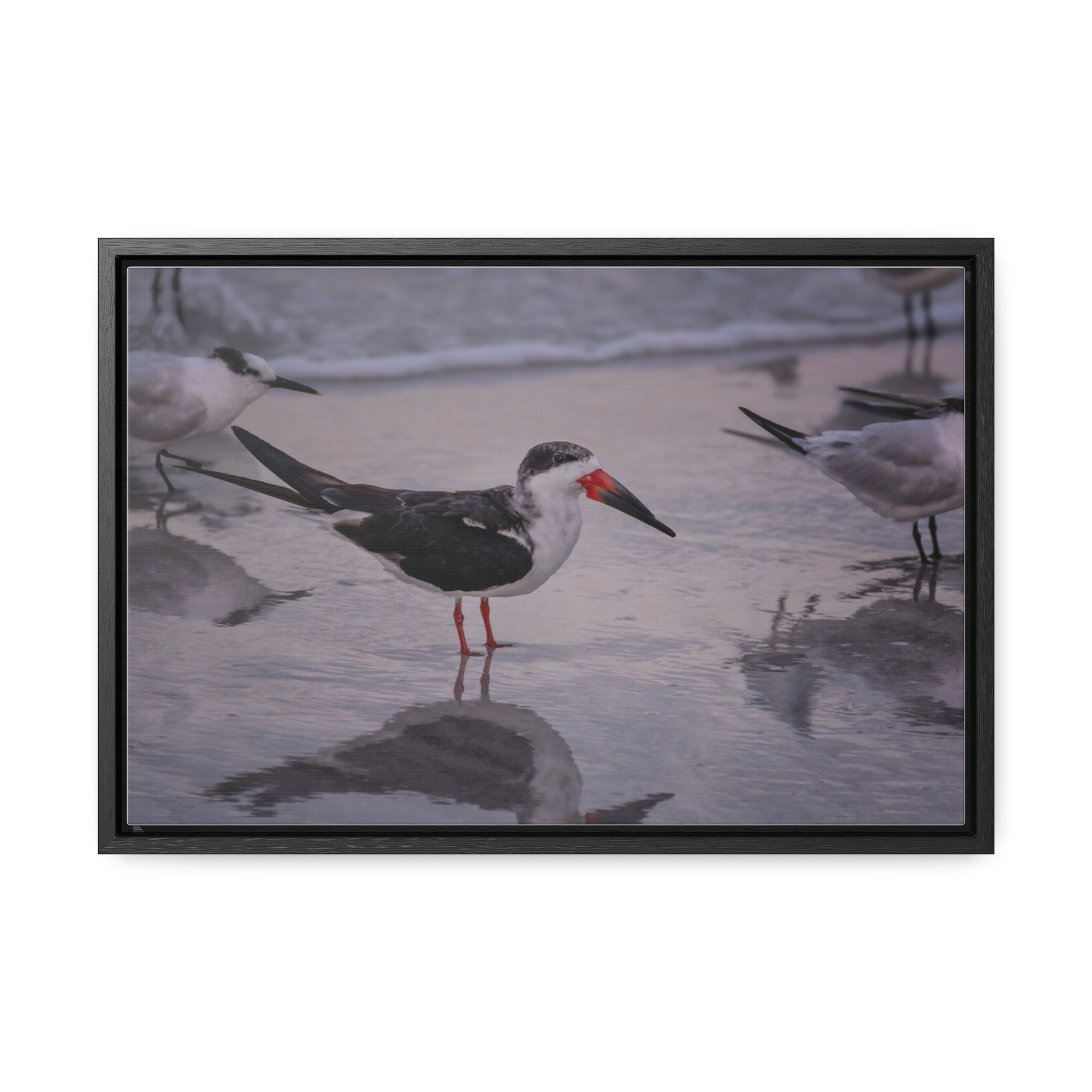 Custom Beach Life Vistas Beach Birds Gallery Canvas Wraps, Horizontal Wood Frame - POPvault