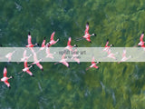 Flamingos Flying Over Emerald Ocean Art Print Canvas Art - POPvault