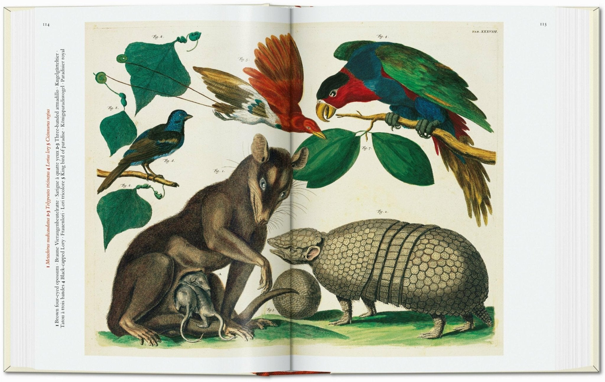 Seba. Cabinet of Natural Curiosities. 45th Ed. (German, French, English) - POPvault