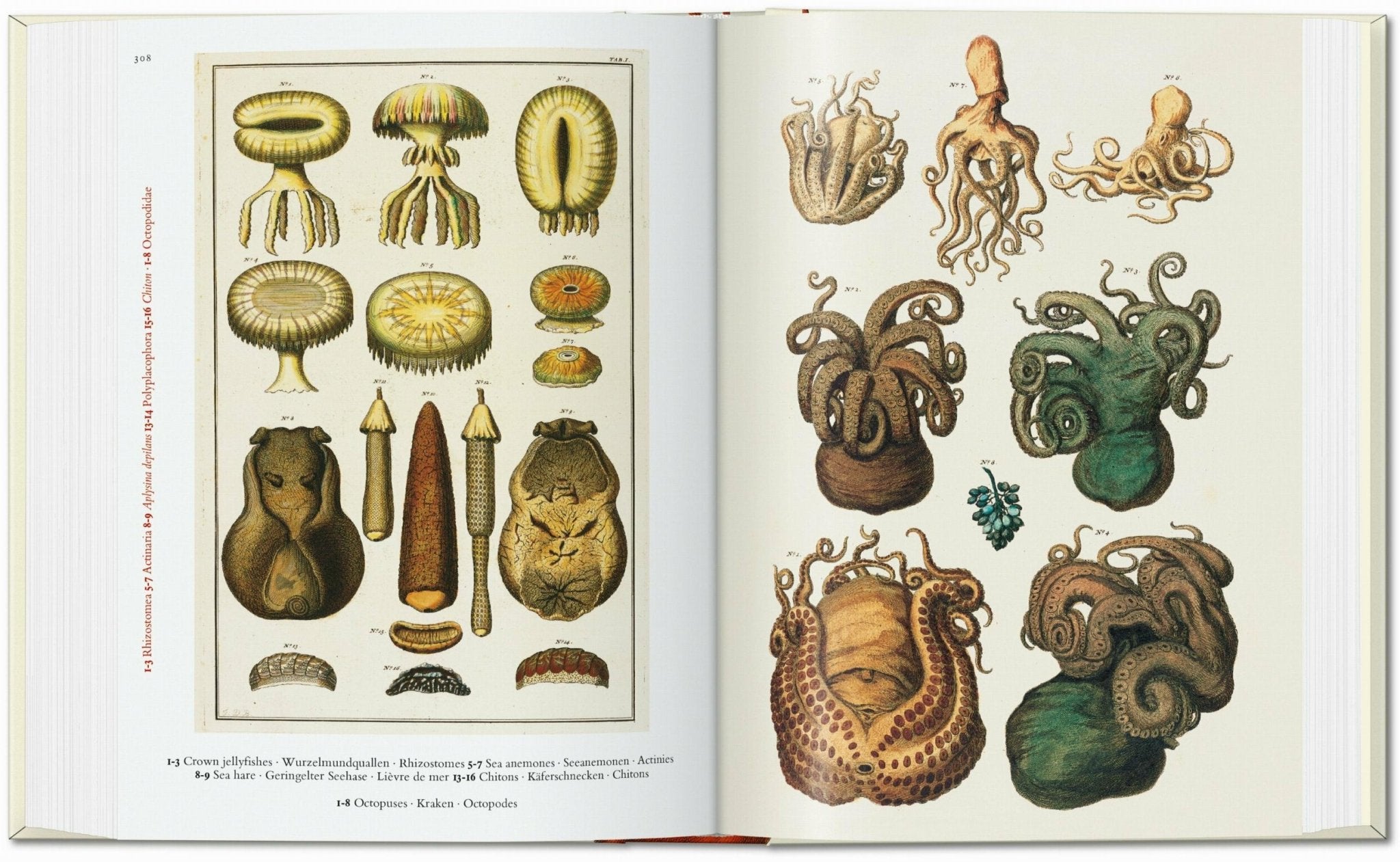 Seba. Cabinet of Natural Curiosities. 45th Ed. (German, French, English) - POPvault