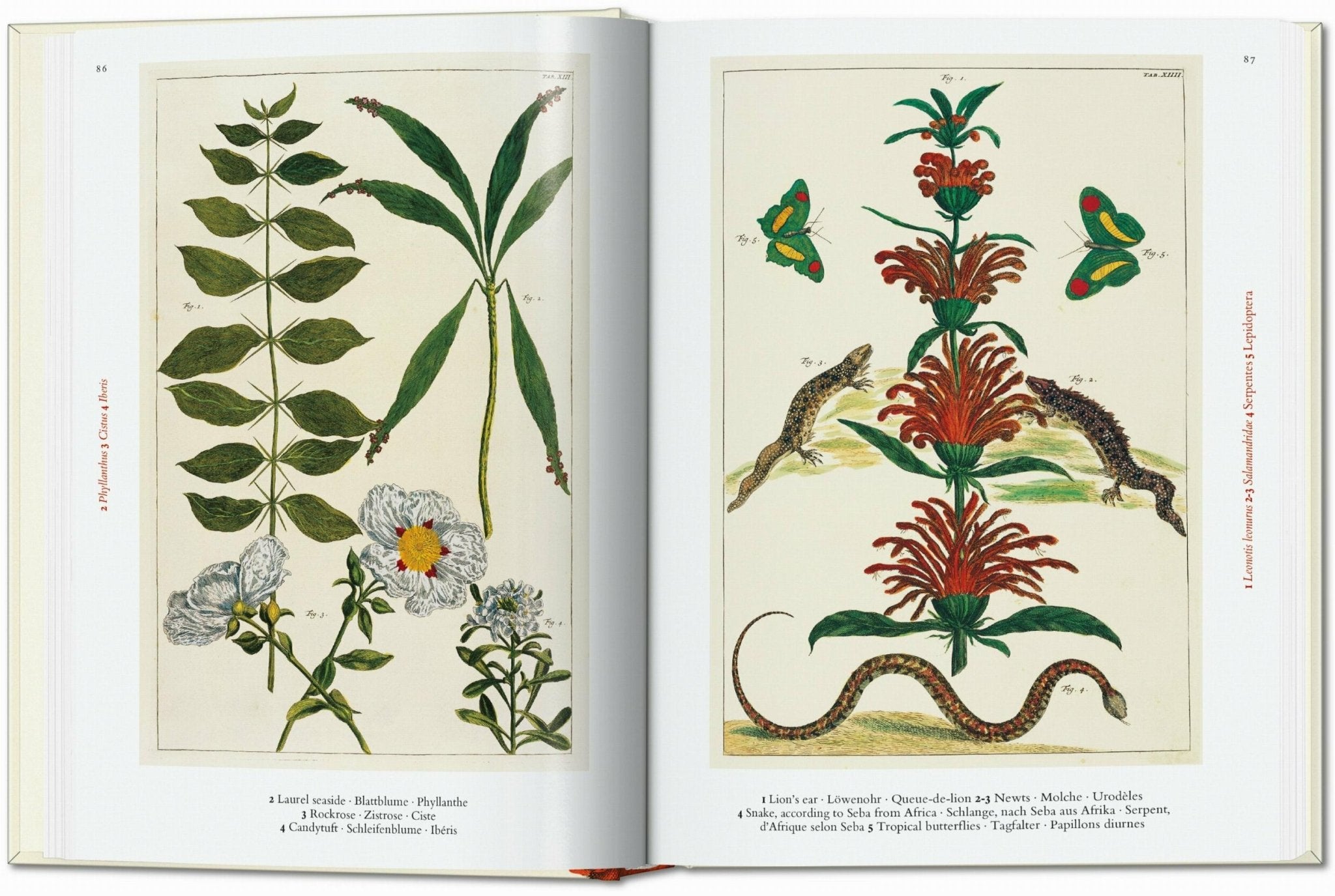Seba. Cabinet of Natural Curiosities. 45th Ed. (German, French, English) - POPvault