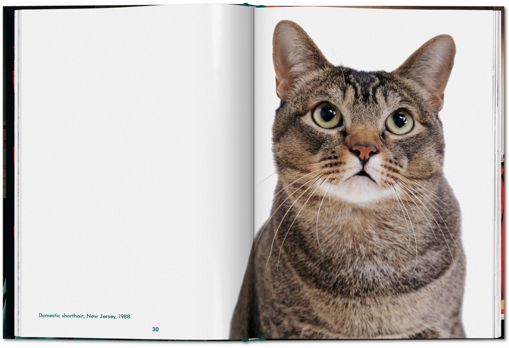 Walter Chandoha. Cats. Photographs 1942–2018 (English) - POPvault