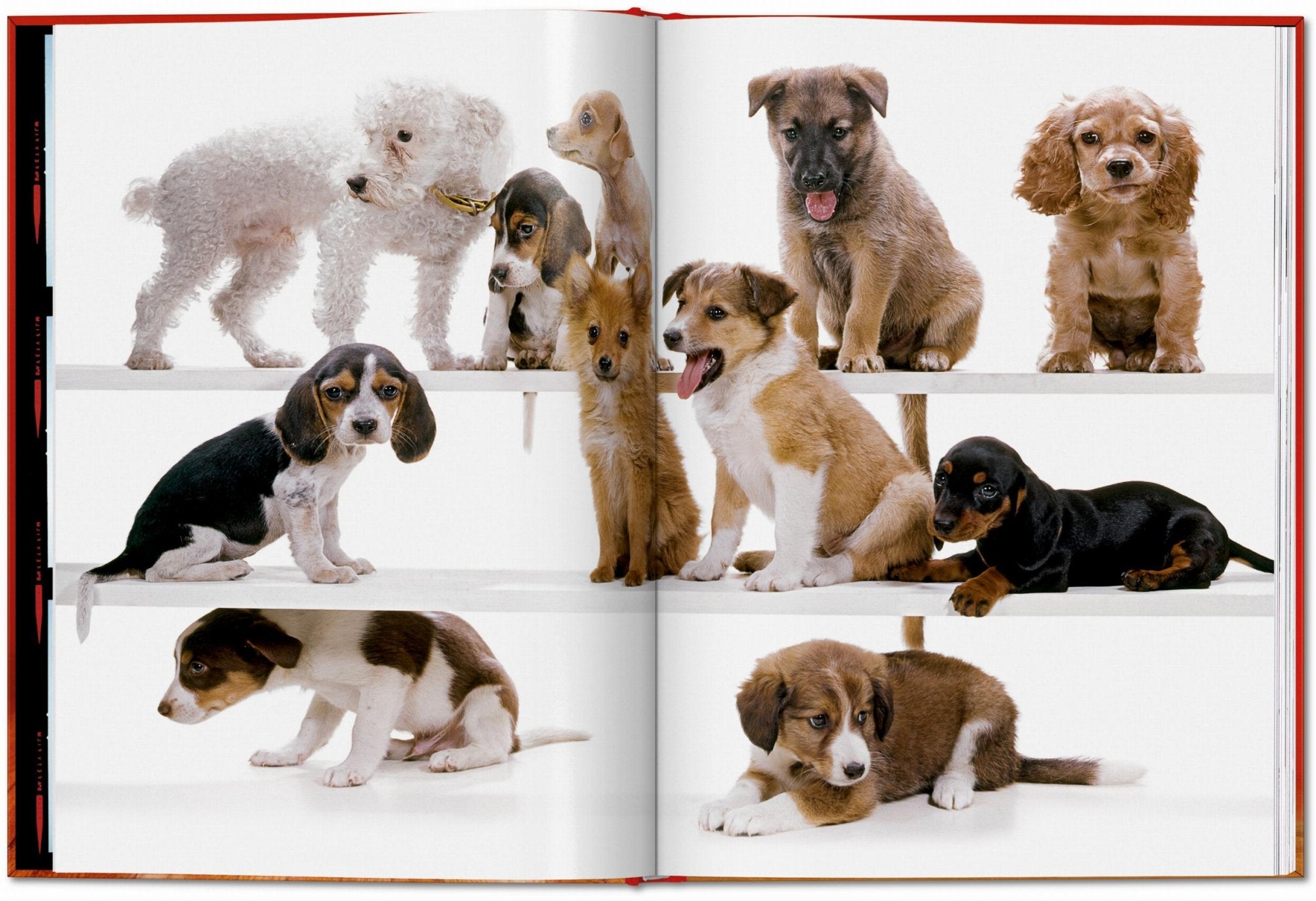 Walter Chandoha. Dogs. Photographs 1941–1991 (English) - POPvault
