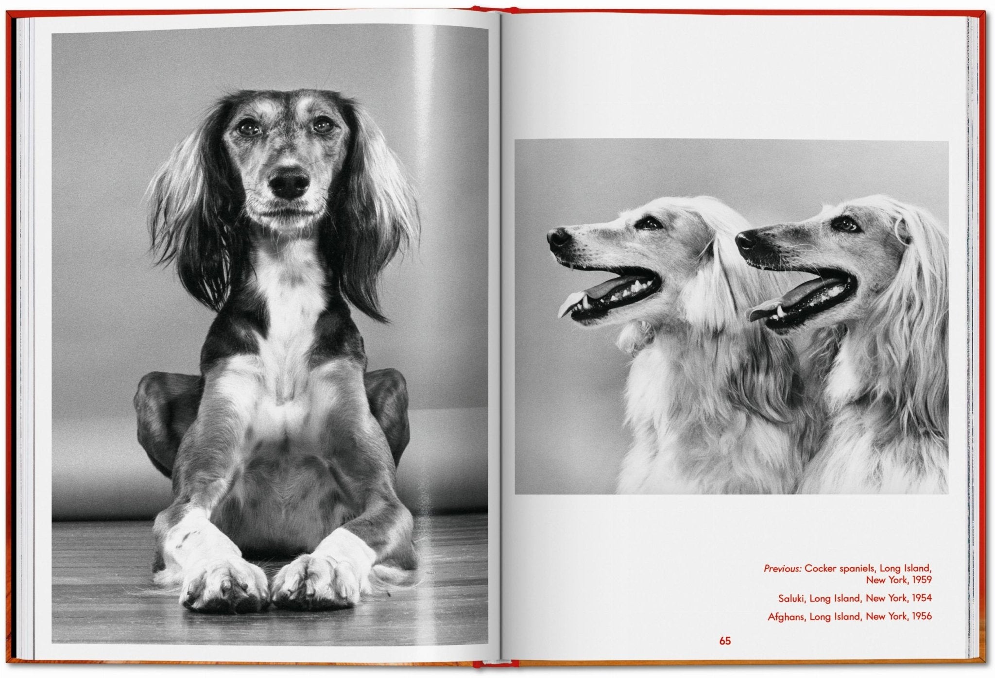 Walter Chandoha. Dogs. Photographs 1941–1991 (English) - POPvault