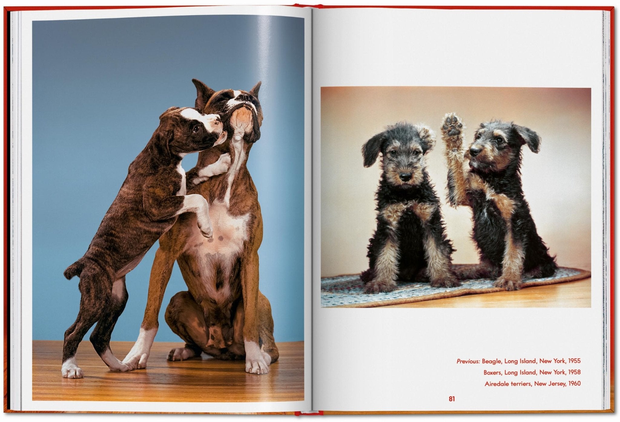 Walter Chandoha. Dogs. Photographs 1941–1991 (English) - POPvault