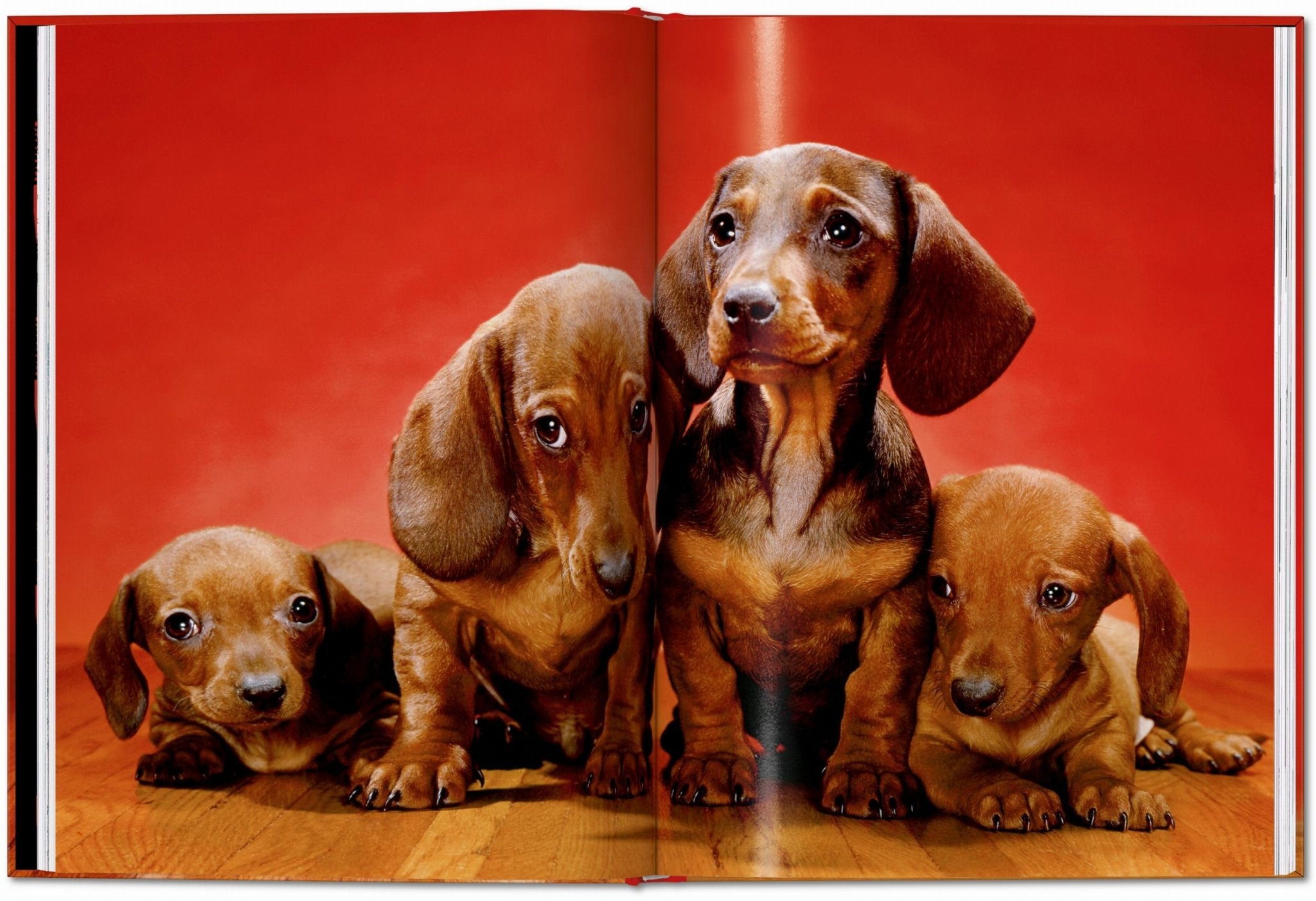 Walter Chandoha. Dogs. Photographs 1941–1991 (English) - POPvault