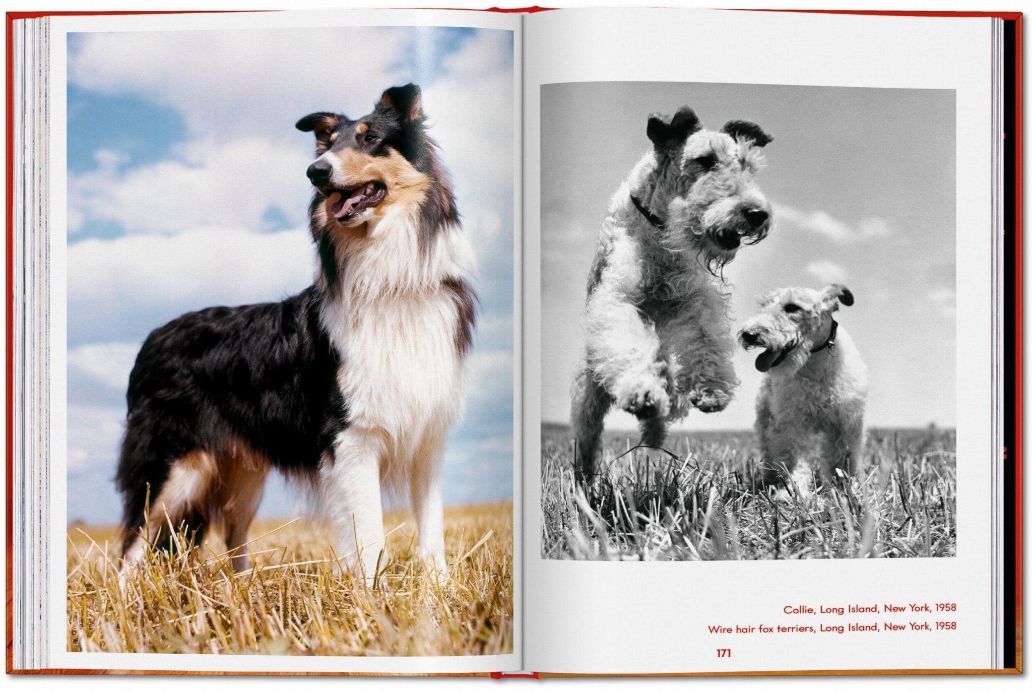 Walter Chandoha. Dogs. Photographs 1941–1991 (English) - POPvault