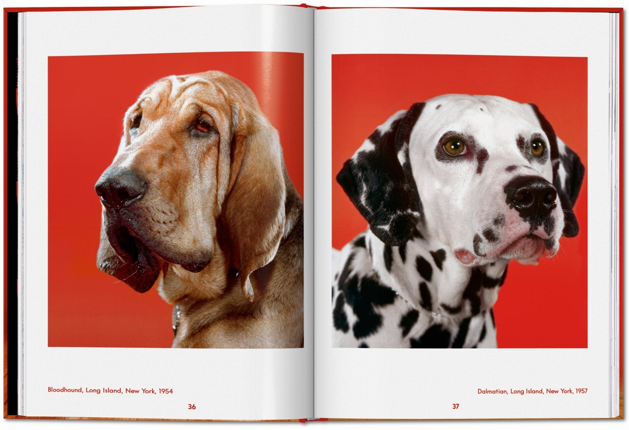 Walter Chandoha. Dogs. Photographs 1941–1991 (English) - POPvault
