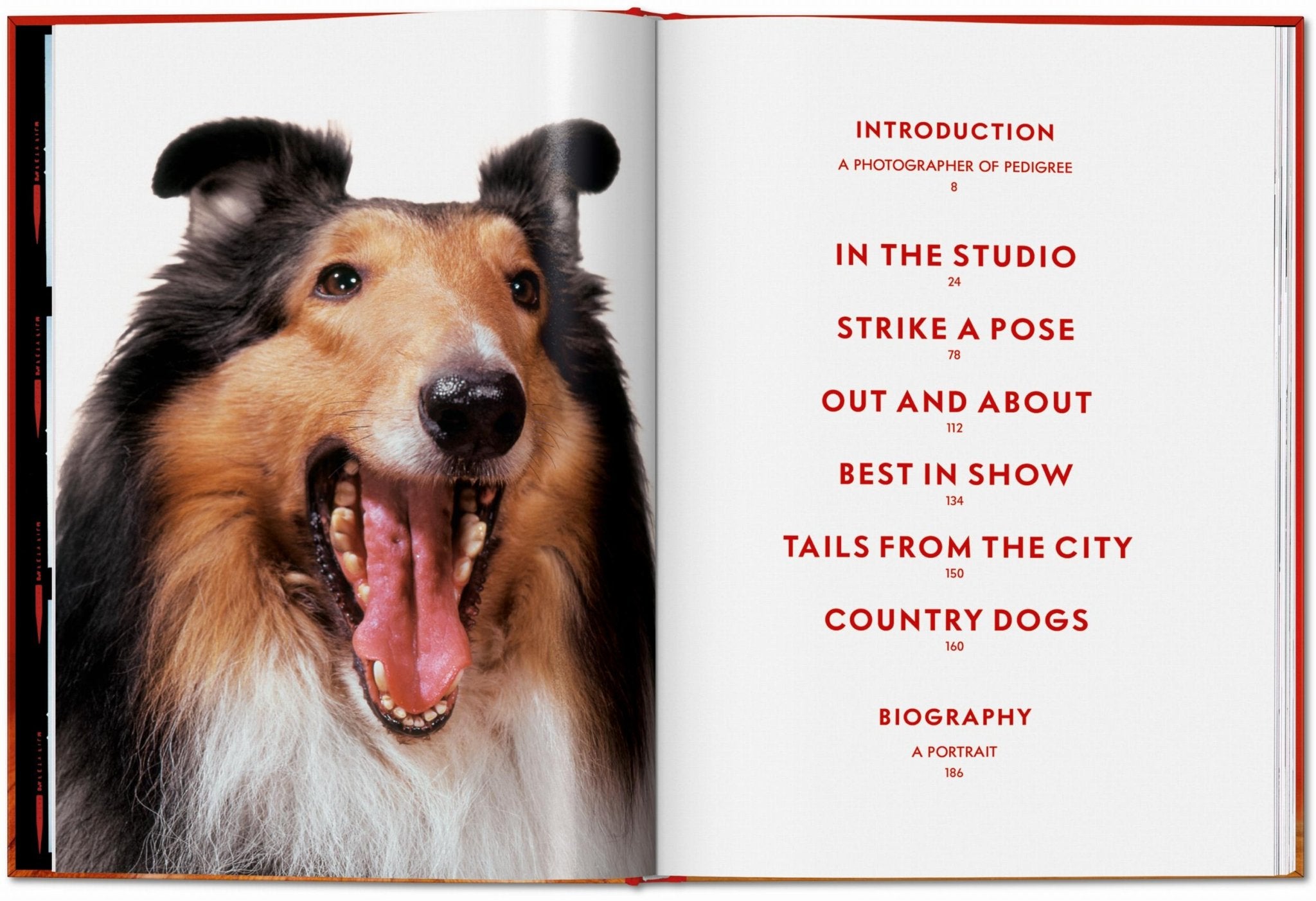 Walter Chandoha. Dogs. Photographs 1941–1991 (English) - POPvault
