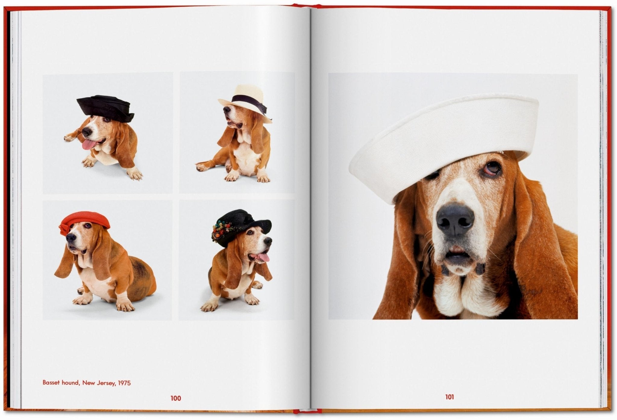 Walter Chandoha. Dogs. Photographs 1941–1991 (English) - POPvault