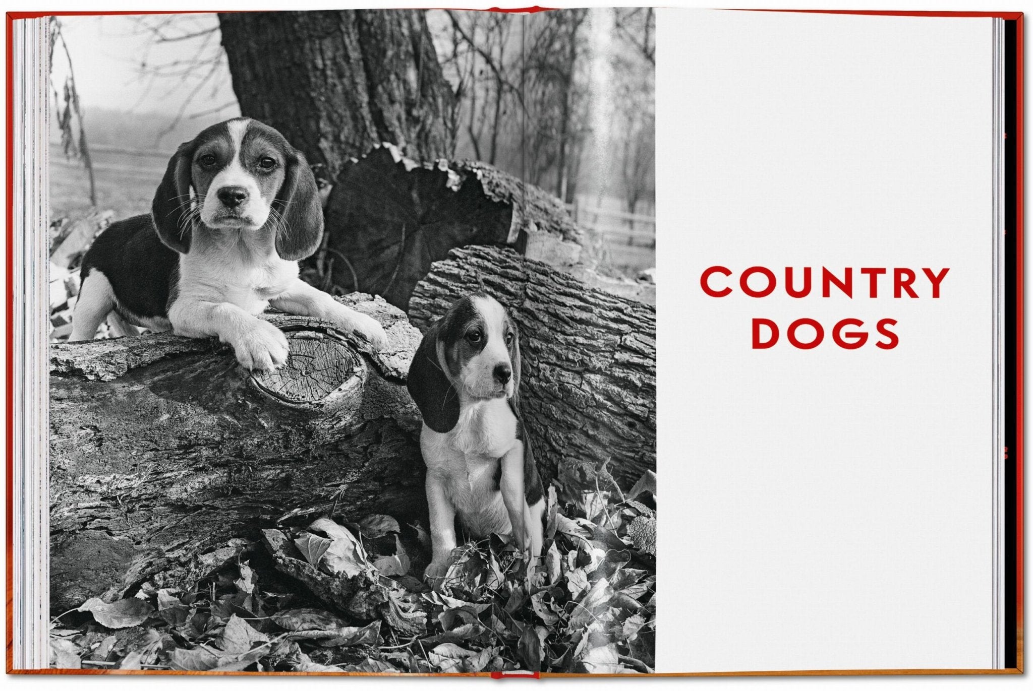 Walter Chandoha. Dogs. Photographs 1941–1991 (English) - POPvault