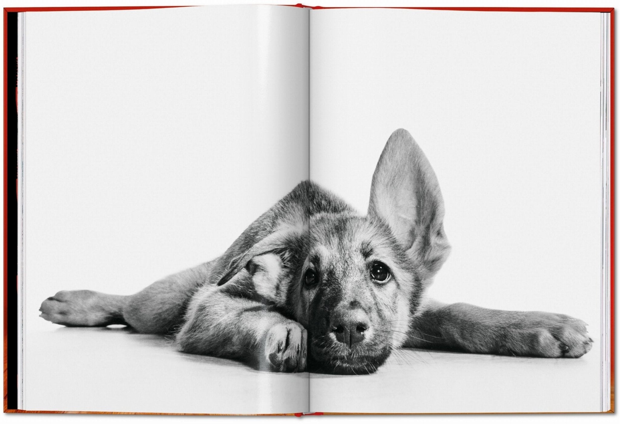 Walter Chandoha. Dogs. Photographs 1941–1991 (English) - POPvault