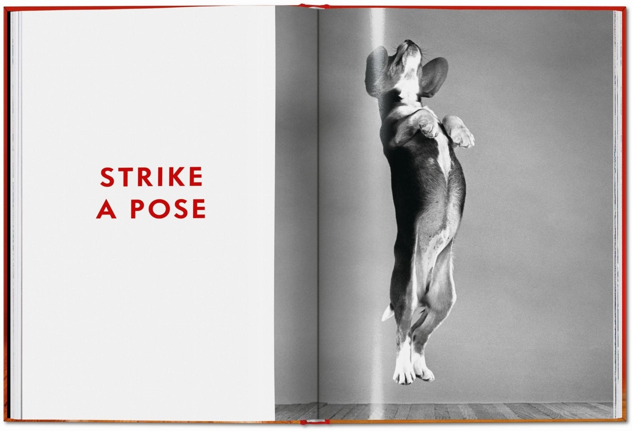 Walter Chandoha. Dogs. Photographs 1941–1991 (English) - POPvault