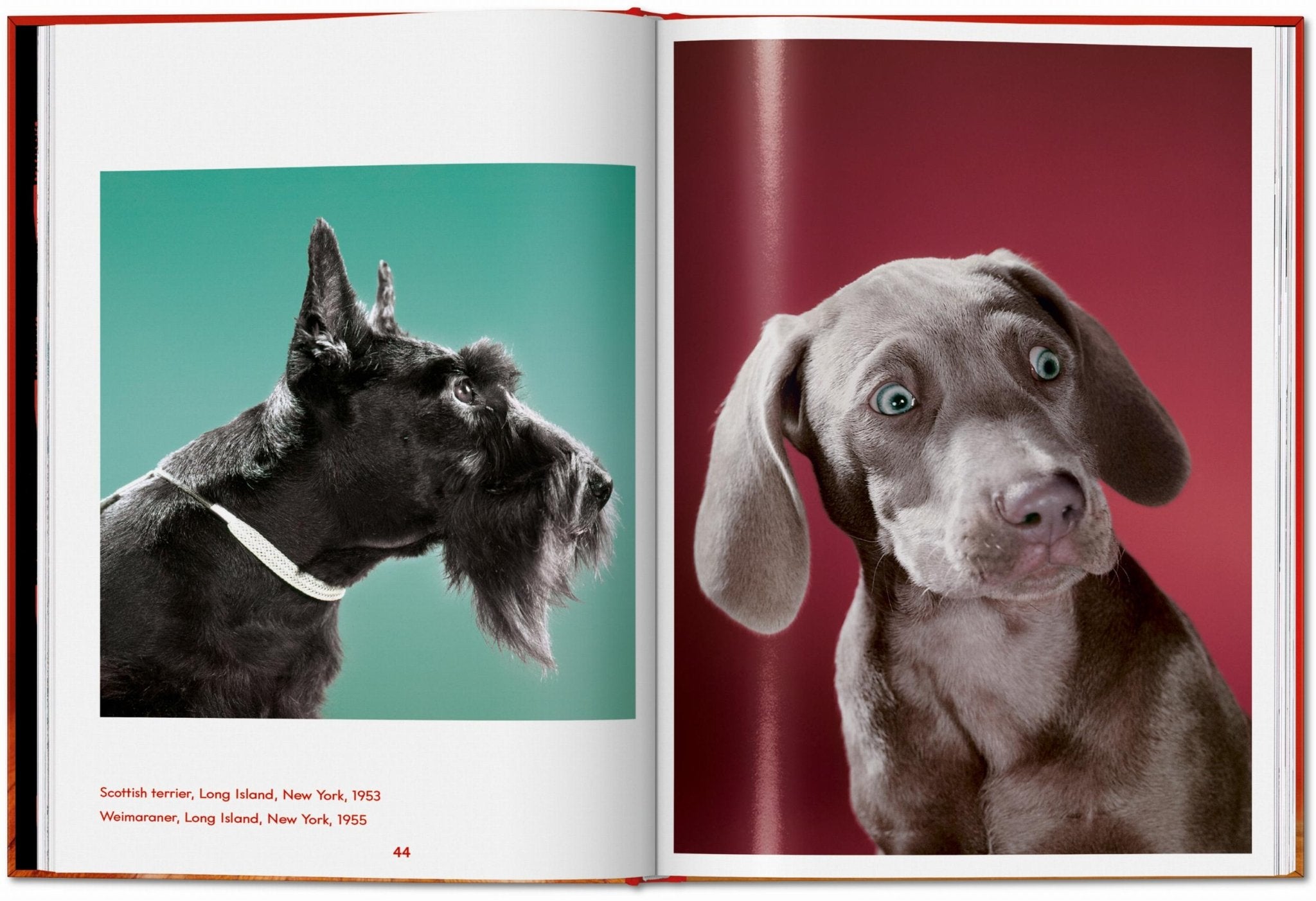 Walter Chandoha. Dogs. Photographs 1941–1991 (English) - POPvault
