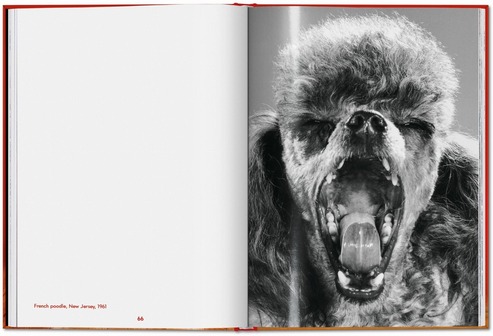 Walter Chandoha. Dogs. Photographs 1941–1991 (English) - POPvault