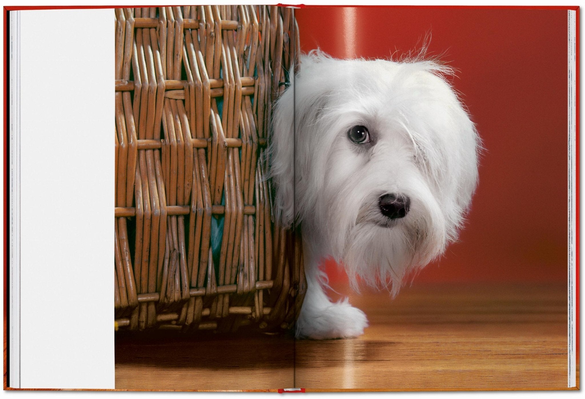 Walter Chandoha. Dogs. Photographs 1941–1991 (English) - POPvault